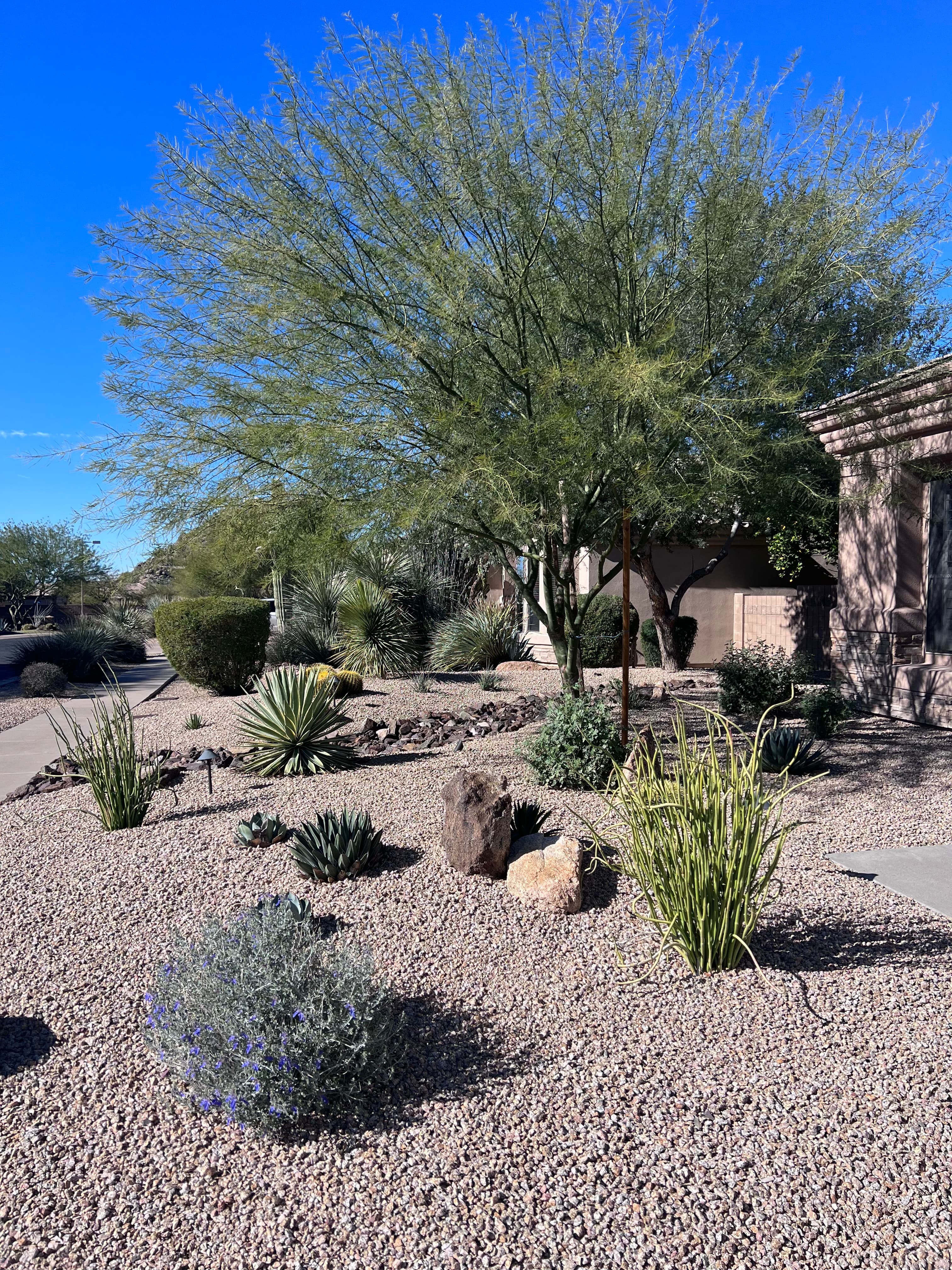 Desert Escape Design - Custom Xeriscape Phoenix AZ